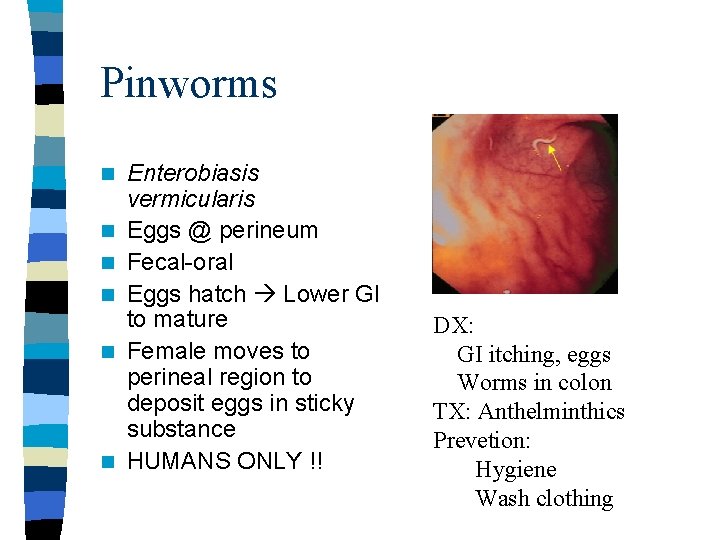 Pinworms n n n Enterobiasis vermicularis Eggs @ perineum Fecal-oral Eggs hatch Lower GI