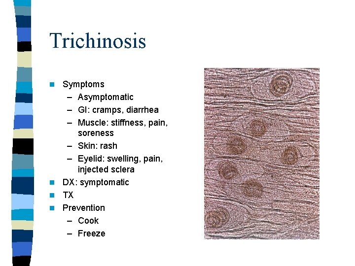Trichinosis Symptoms – Asymptomatic – GI: cramps, diarrhea – Muscle: stiffness, pain, soreness –