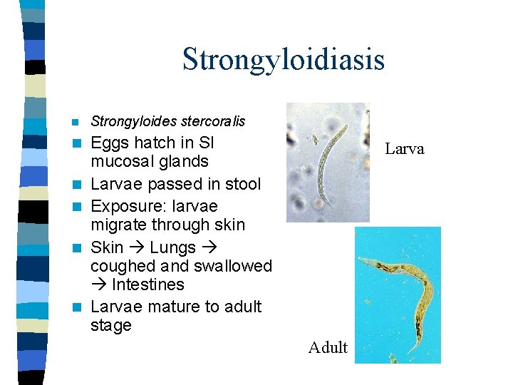 Strongyloidiasis n Strongyloides stercoralis n Eggs hatch in SI mucosal glands Larvae passed in