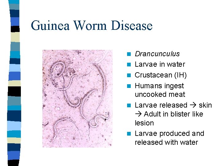Guinea Worm Disease n n n Drancunculus Larvae in water Crustacean (IH) Humans ingest