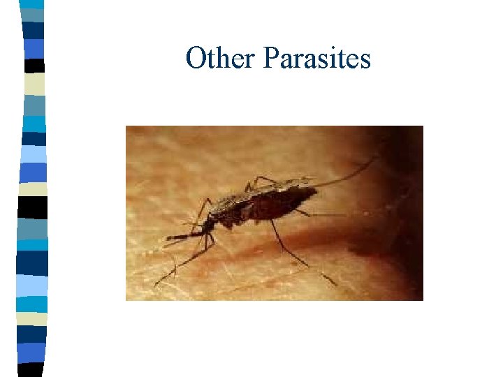 Other Parasites 
