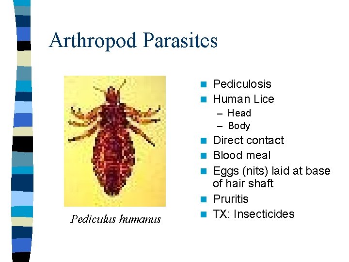 Arthropod Parasites Pediculosis n Human Lice n – Head – Body n n Pediculus
