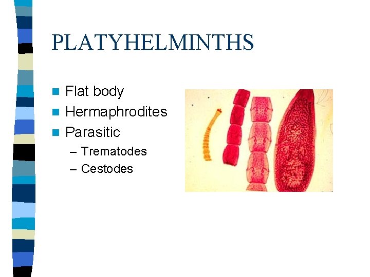 PLATYHELMINTHS Flat body n Hermaphrodites n Parasitic n – Trematodes – Cestodes 