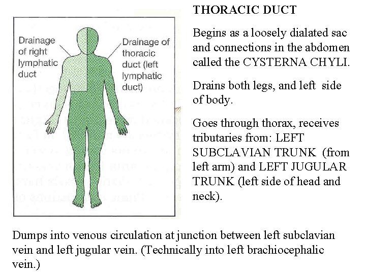 THORACIC DUCT Begins as a loosely dialated sac and connections in the abdomen called THORACIC DUCT Begins as a loosely dialated sac and connections in the abdomen called