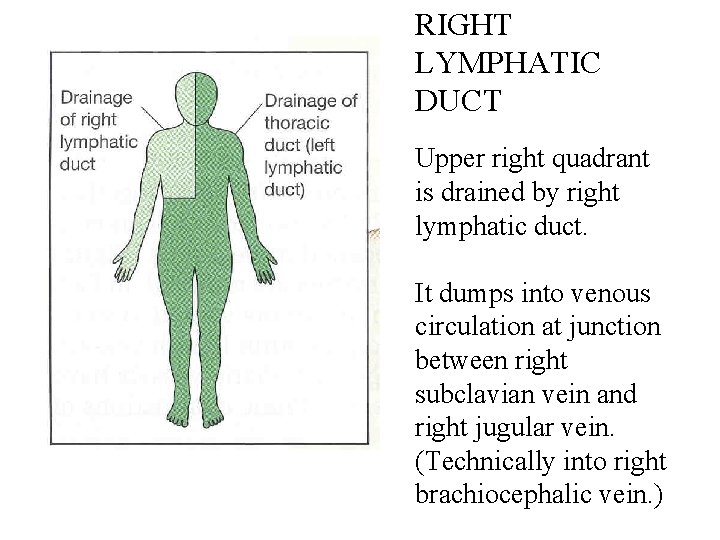 RIGHT LYMPHATIC DUCT Upper right quadrant is drained by right lymphatic duct. It dumps RIGHT LYMPHATIC DUCT Upper right quadrant is drained by right lymphatic duct. It dumps