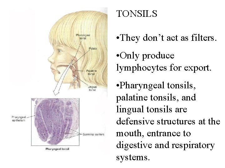 TONSILS • They don’t act as filters. • Only produce lymphocytes for export. • TONSILS • They don’t act as filters. • Only produce lymphocytes for export. •