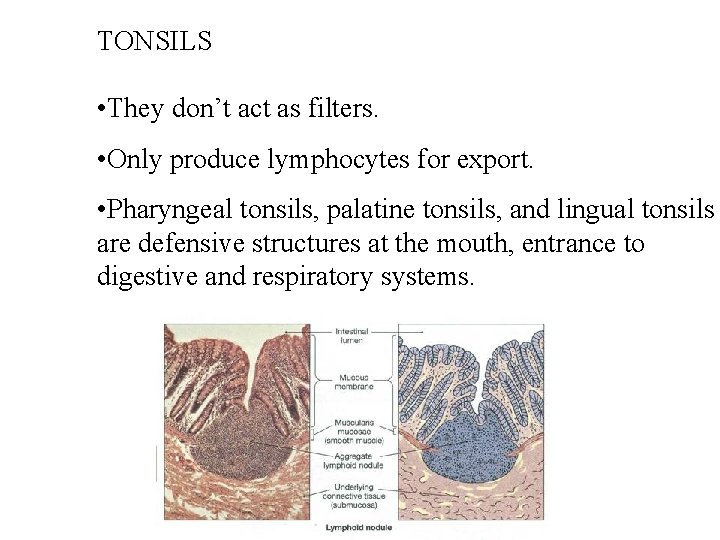 TONSILS • They don’t act as filters. • Only produce lymphocytes for export. • TONSILS • They don’t act as filters. • Only produce lymphocytes for export. •