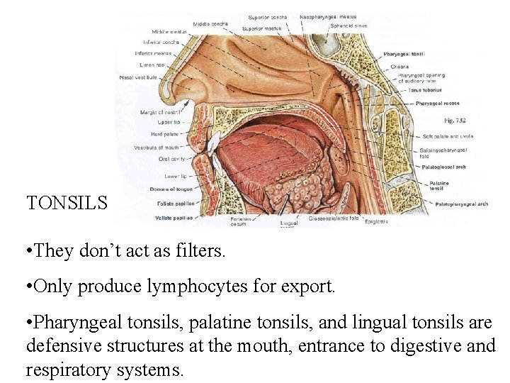 TONSILS • They don’t act as filters. • Only produce lymphocytes for export. • TONSILS • They don’t act as filters. • Only produce lymphocytes for export. •