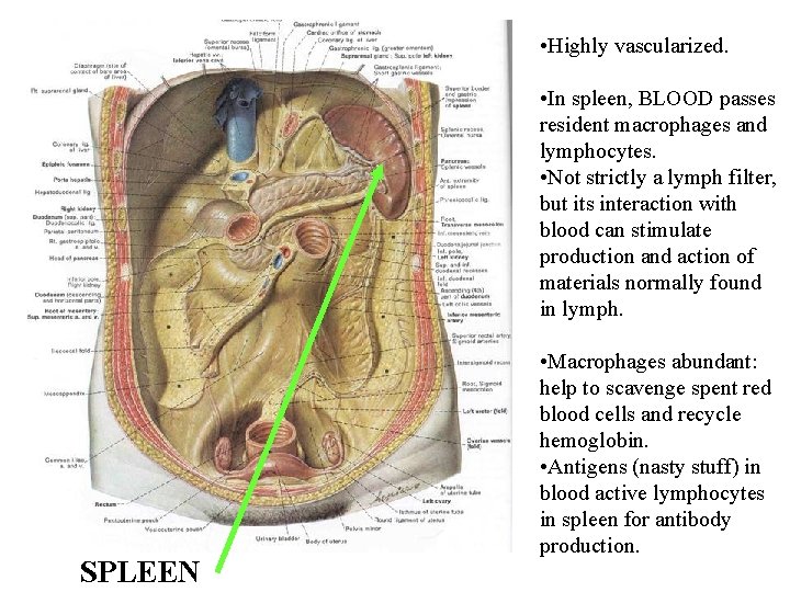• Highly vascularized. • In spleen, BLOOD passes resident macrophages and lymphocytes. • • Highly vascularized. • In spleen, BLOOD passes resident macrophages and lymphocytes. •