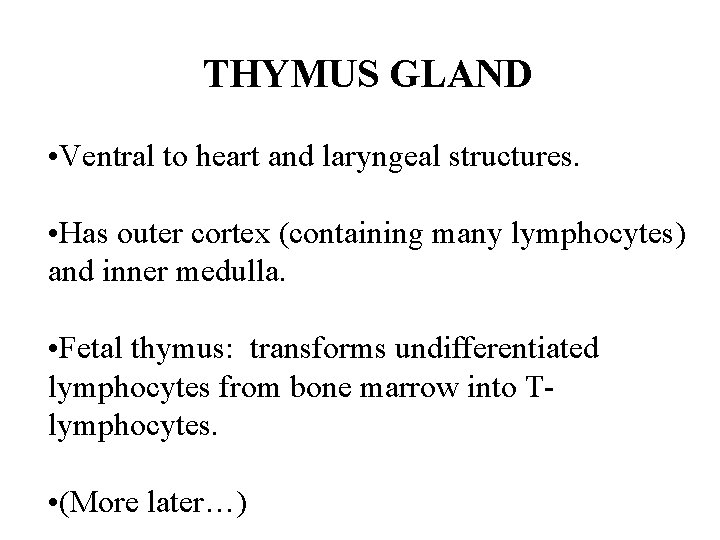 THYMUS GLAND • Ventral to heart and laryngeal structures. • Has outer cortex (containing THYMUS GLAND • Ventral to heart and laryngeal structures. • Has outer cortex (containing