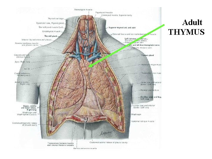 Adult THYMUS Adult THYMUS