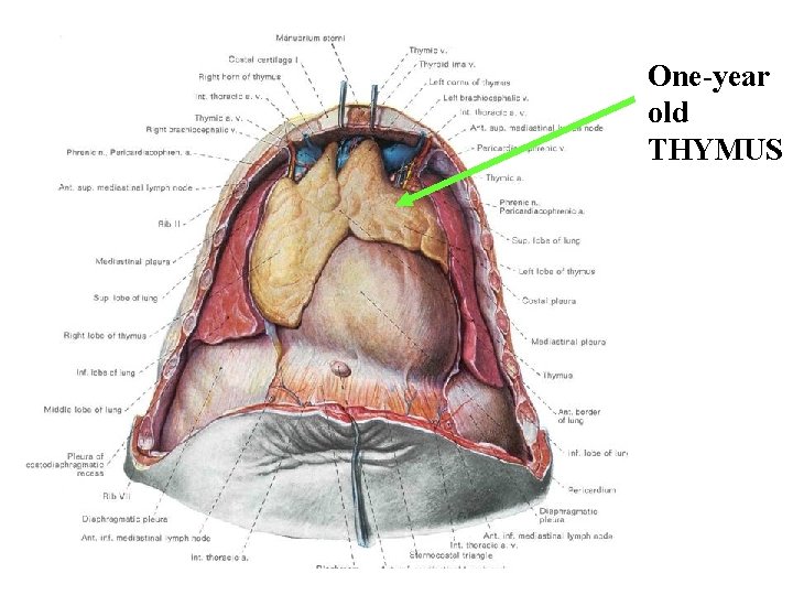 One-year old THYMUS One-year old THYMUS