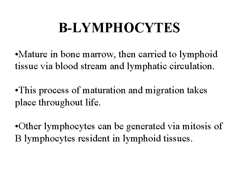 B-LYMPHOCYTES • Mature in bone marrow, then carried to lymphoid tissue via blood stream B-LYMPHOCYTES • Mature in bone marrow, then carried to lymphoid tissue via blood stream