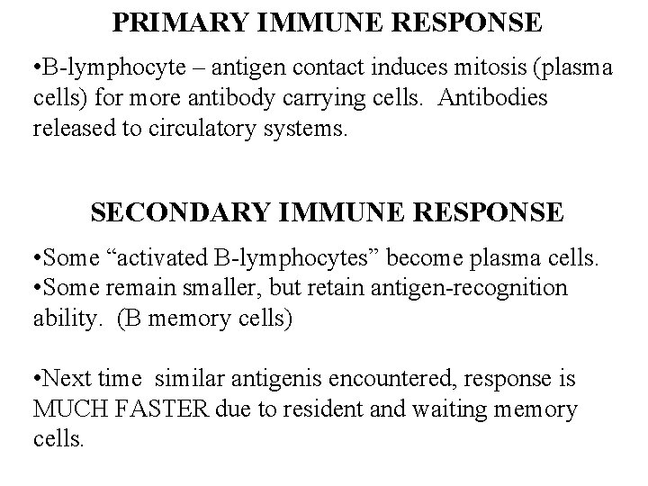 PRIMARY IMMUNE RESPONSE • B-lymphocyte – antigen contact induces mitosis (plasma cells) for more PRIMARY IMMUNE RESPONSE • B-lymphocyte – antigen contact induces mitosis (plasma cells) for more