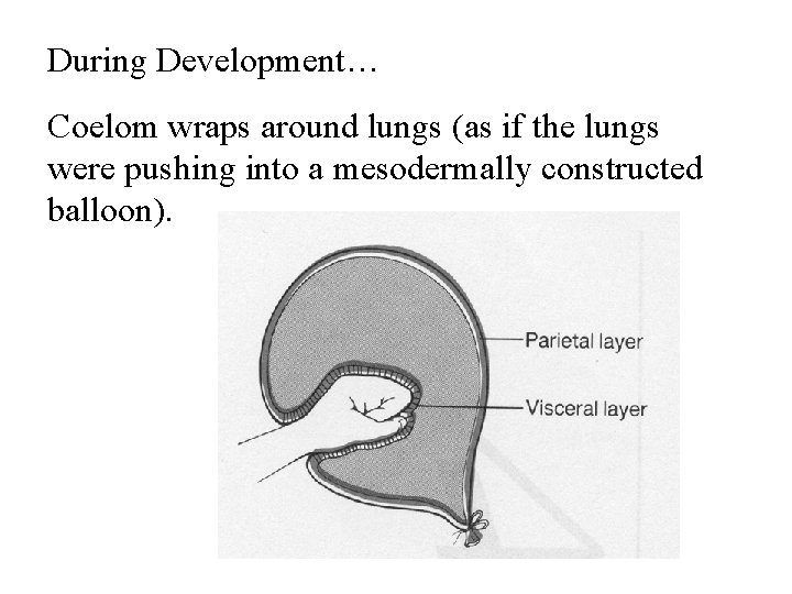 During Development… Coelom wraps around lungs (as if the lungs were pushing into a During Development… Coelom wraps around lungs (as if the lungs were pushing into a