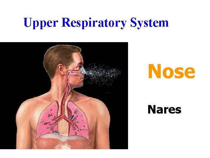 Upper Respiratory System Nose Nares Upper Respiratory System Nose Nares
