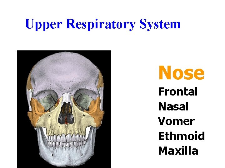 Upper Respiratory System Nose Frontal Nasal Vomer Ethmoid Maxilla Upper Respiratory System Nose Frontal Nasal Vomer Ethmoid Maxilla