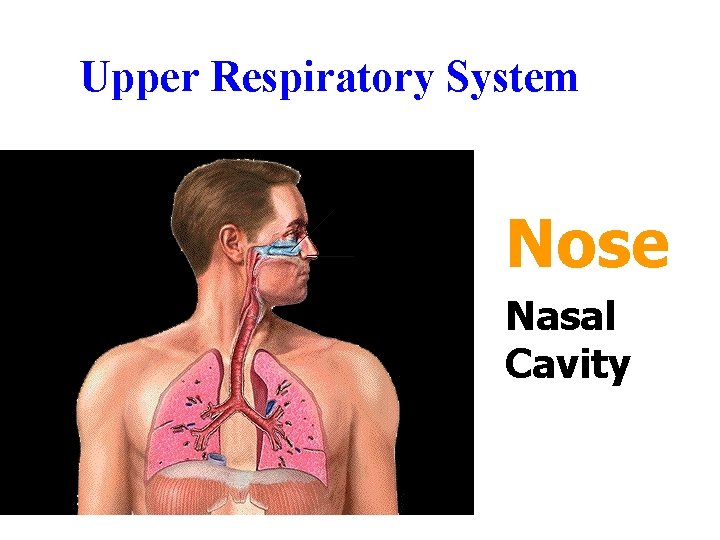 Upper Respiratory System Nose Nasal Cavity Upper Respiratory System Nose Nasal Cavity