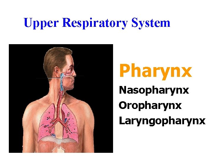 Upper Respiratory System Pharynx Nasopharynx Oropharynx Laryngopharynx Upper Respiratory System Pharynx Nasopharynx Oropharynx Laryngopharynx