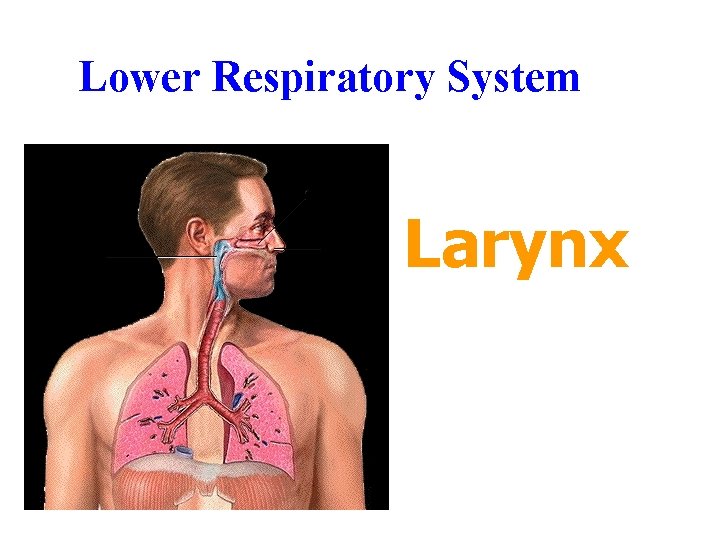 Lower Respiratory System Larynx Lower Respiratory System Larynx