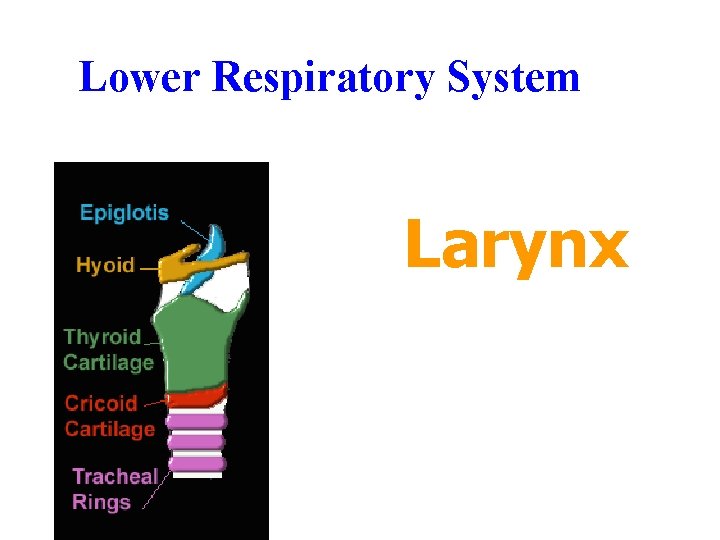 Lower Respiratory System Larynx Lower Respiratory System Larynx