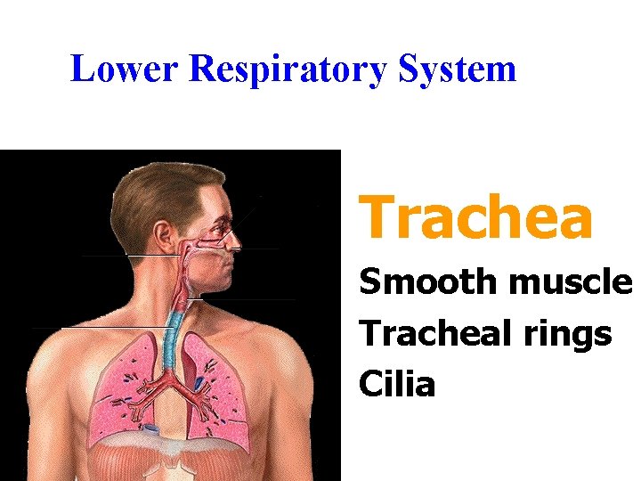 Lower Respiratory System Trachea Smooth muscle Tracheal rings Cilia Lower Respiratory System Trachea Smooth muscle Tracheal rings Cilia
