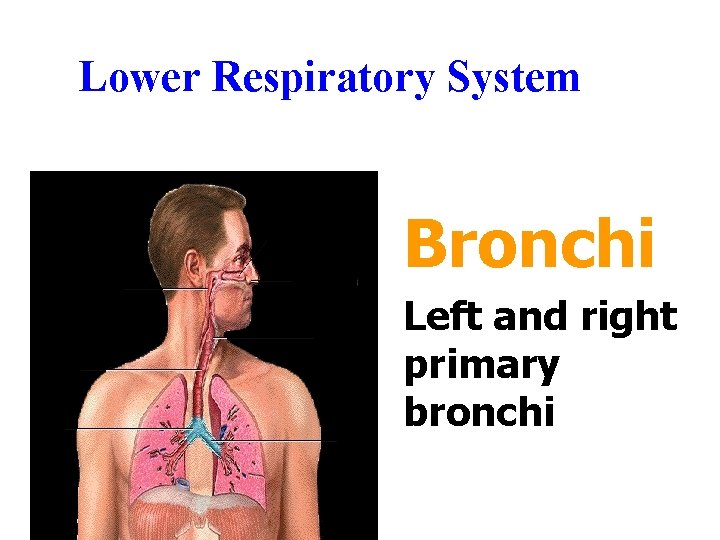 Lower Respiratory System Bronchi Left and right primary bronchi Lower Respiratory System Bronchi Left and right primary bronchi
