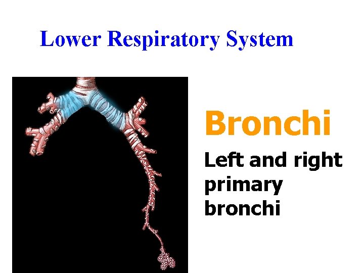 Lower Respiratory System Bronchi Left and right primary bronchi Lower Respiratory System Bronchi Left and right primary bronchi
