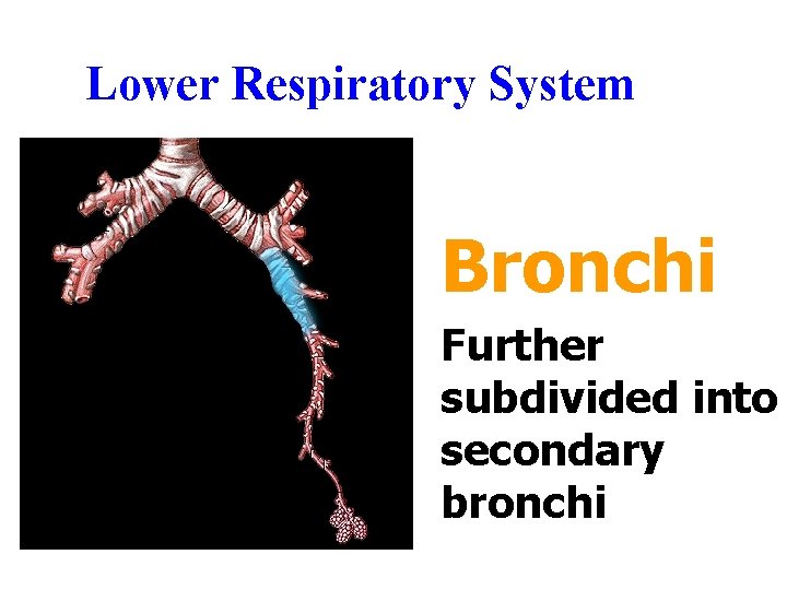Lower Respiratory System Bronchi Further subdivided into secondary bronchi Lower Respiratory System Bronchi Further subdivided into secondary bronchi