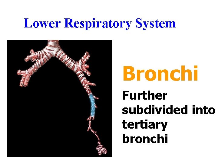 Lower Respiratory System Bronchi Further subdivided into tertiary bronchi Lower Respiratory System Bronchi Further subdivided into tertiary bronchi