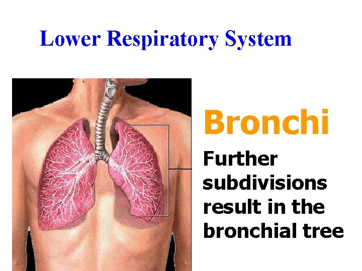 Lower Respiratory System Bronchi Further subdivisions result in the bronchial tree Lower Respiratory System Bronchi Further subdivisions result in the bronchial tree