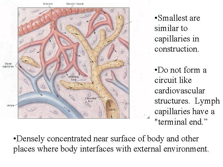 • Smallest are similar to capillaries in construction. • Do not form a • Smallest are similar to capillaries in construction. • Do not form a