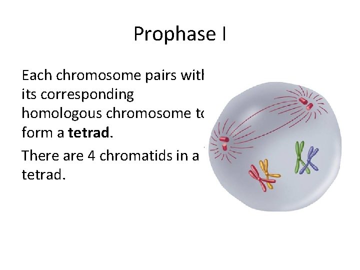 Prophase I Each chromosome pairs with its corresponding homologous chromosome to form a tetrad.