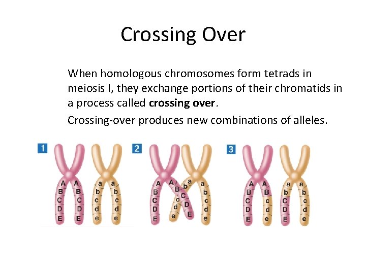 Crossing Over When homologous chromosomes form tetrads in meiosis I, they exchange portions of