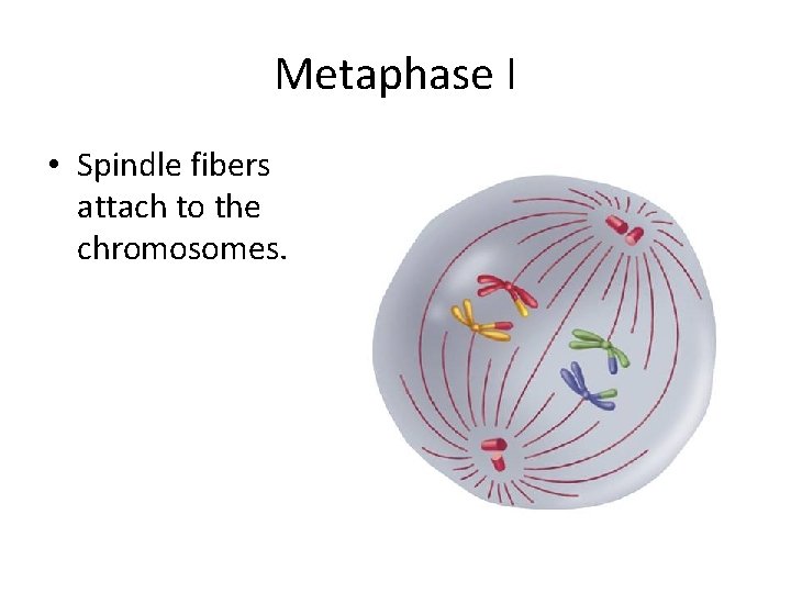 Metaphase I • Spindle fibers attach to the chromosomes. 