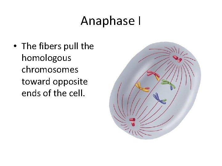 Anaphase I • The fibers pull the homologous chromosomes toward opposite ends of the