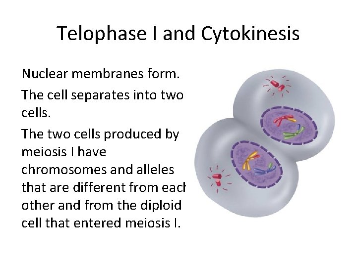 Telophase I and Cytokinesis Nuclear membranes form. The cell separates into two cells. The