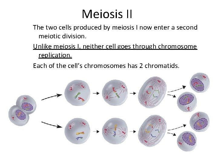 Meiosis II The two cells produced by meiosis I now enter a second meiotic