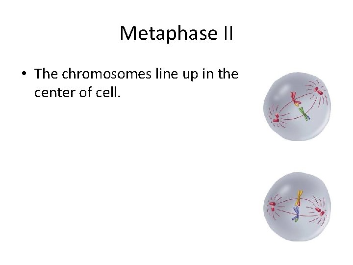 Metaphase II • The chromosomes line up in the center of cell. 