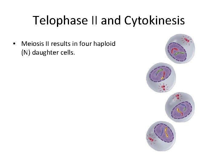 Telophase II and Cytokinesis • Meiosis II results in four haploid (N) daughter cells.