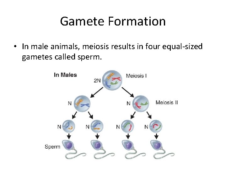 Gamete Formation • In male animals, meiosis results in four equal-sized gametes called sperm.