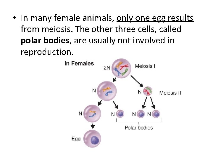  • In many female animals, only one egg results from meiosis. The other