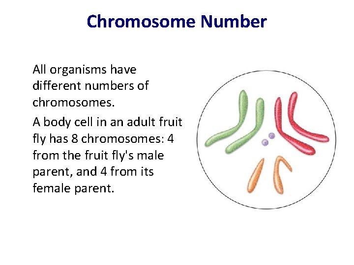 Chromosome Number All organisms have different numbers of chromosomes. A body cell in an
