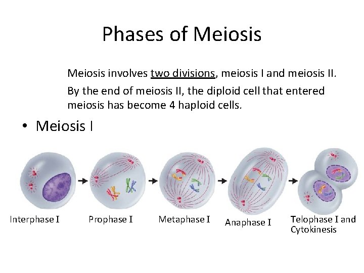Phases of Meiosis involves two divisions, meiosis I and meiosis II. By the end