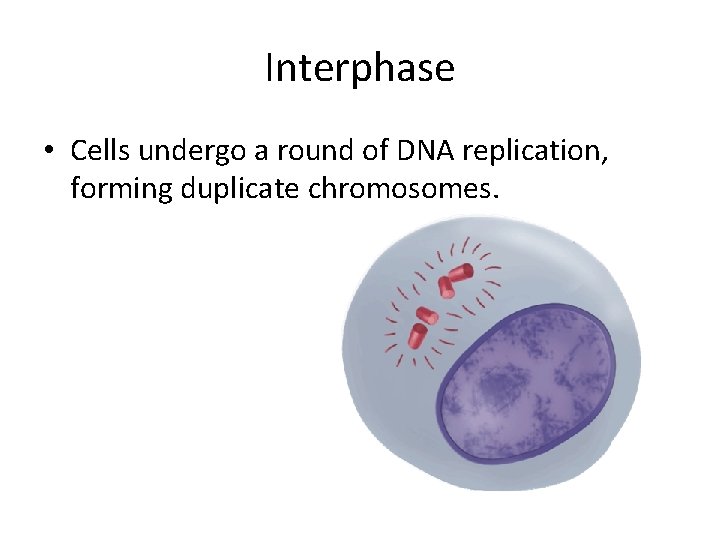 Interphase • Cells undergo a round of DNA replication, forming duplicate chromosomes. 