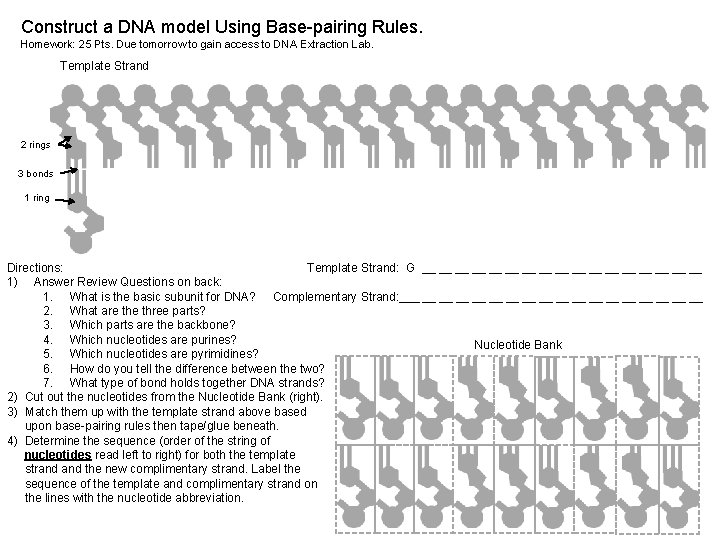 Construct a DNA model Using Base-pairing Rules. Homework: 25 Pts. Due tomorrow to gain Construct a DNA model Using Base-pairing Rules. Homework: 25 Pts. Due tomorrow to gain