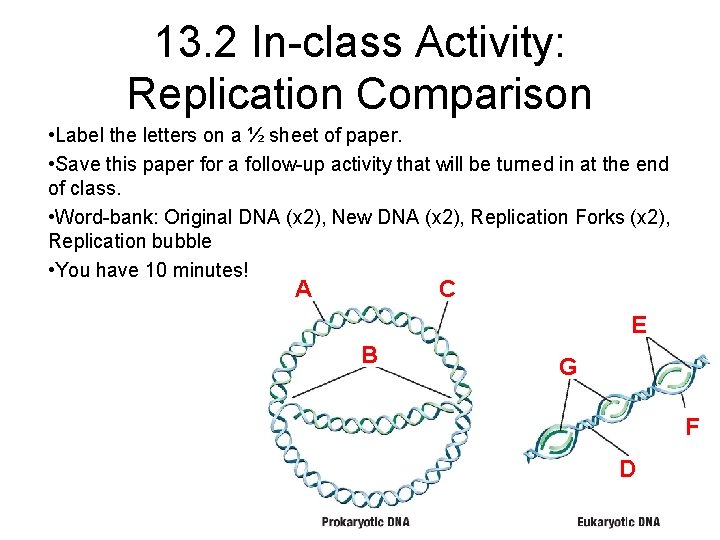 13. 2 In-class Activity: Replication Comparison • Label the letters on a ½ sheet 13. 2 In-class Activity: Replication Comparison • Label the letters on a ½ sheet