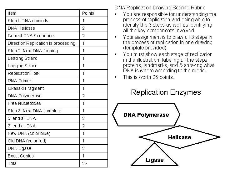 Item Points Step 1: DNA unwinds 1 DNA Helicase 2 Correct DNA Sequence 2 Item Points Step 1: DNA unwinds 1 DNA Helicase 2 Correct DNA Sequence 2