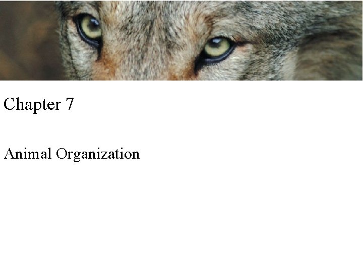 Opener Chapter 7 Animal Organization 