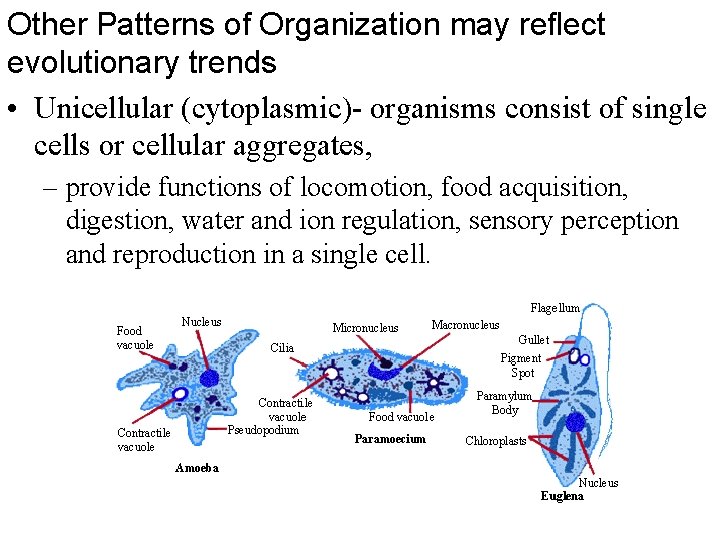 Other Patterns of Organization may reflect evolutionary trends • Unicellular (cytoplasmic)- organisms consist of